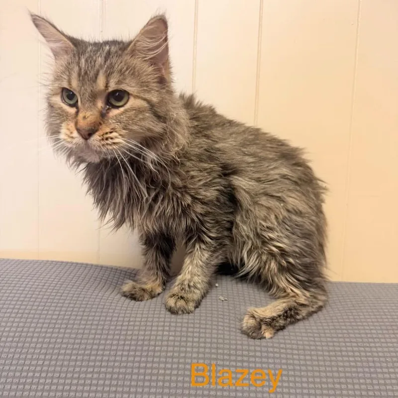 An adult medium-sized female Gray / Blue / Silver Domestic Long Hair cat named Blaze Meet Me At for adoption in Buffalo, MN
