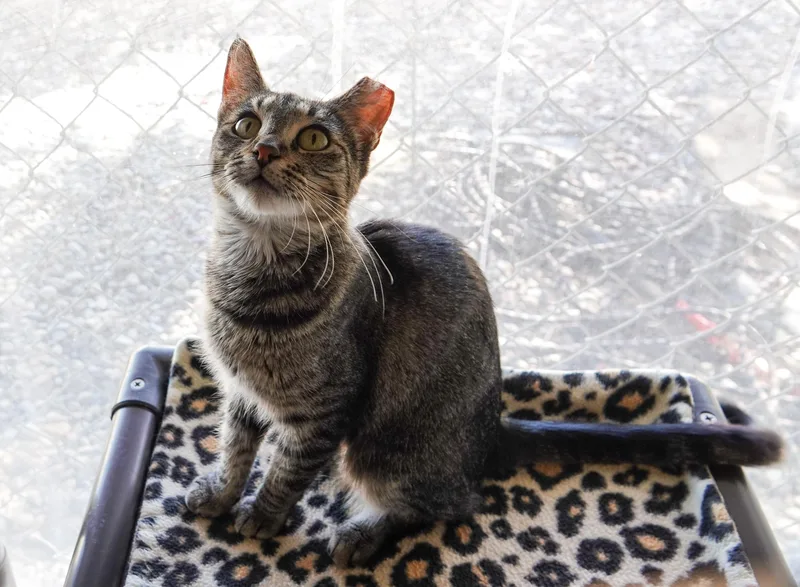 An adult medium-sized female Tabby (Brown / Chocolate) Domestic Short Hair cat named Jess for adoption in Boise, ID