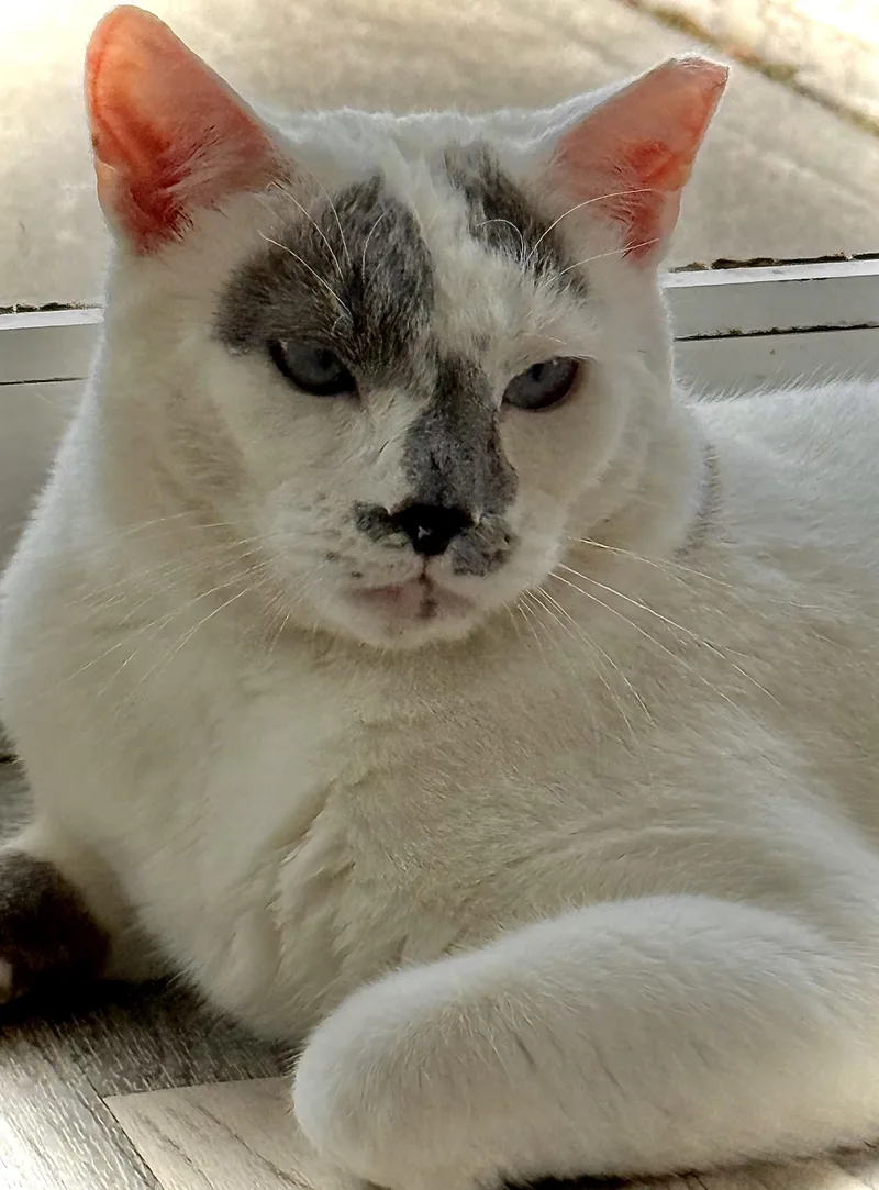 An adult medium-sized male Gray & White Domestic Short Hair cat named Sky for adoption in Acushnet, MA