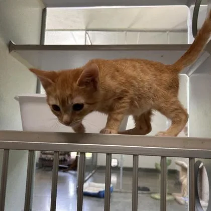 A young medium-sized female Domestic Short Hair cat named Finny for adoption in Kansas City, MO