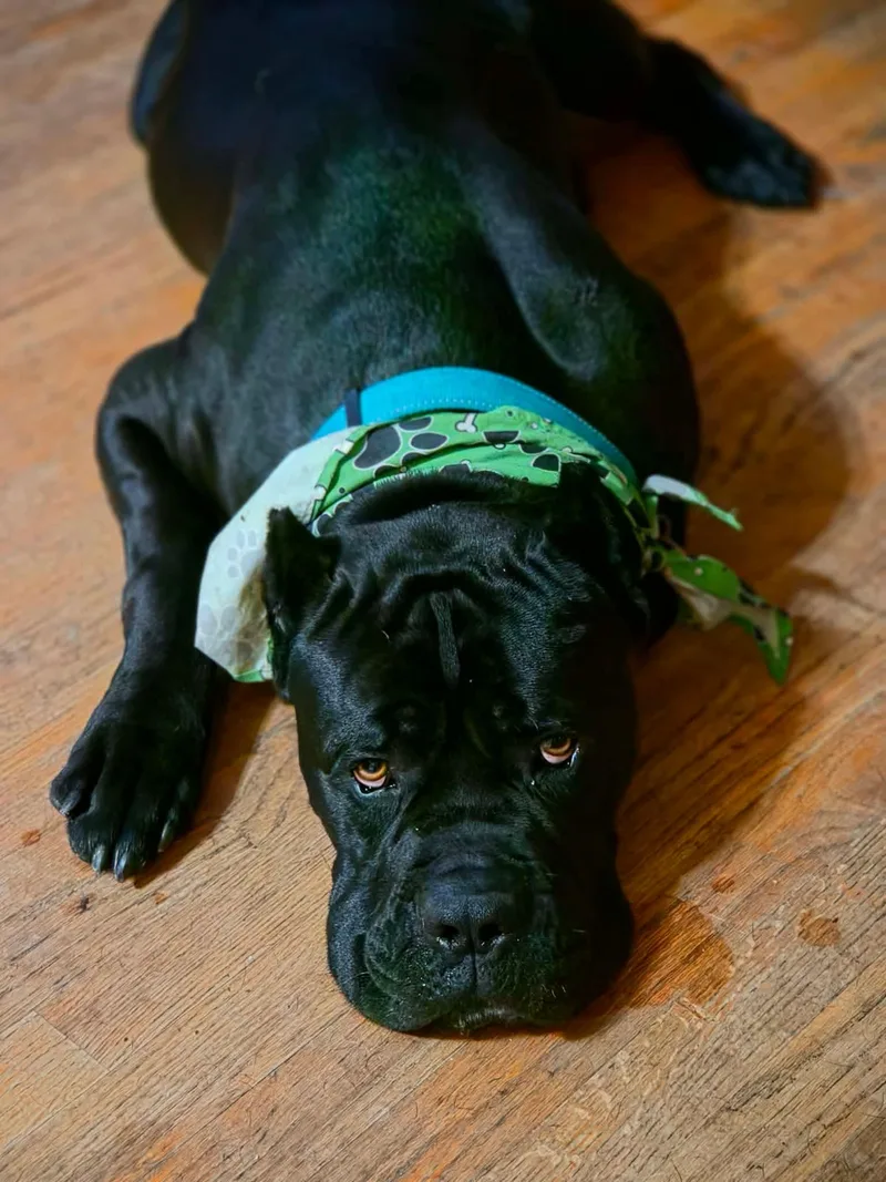Baby Frank