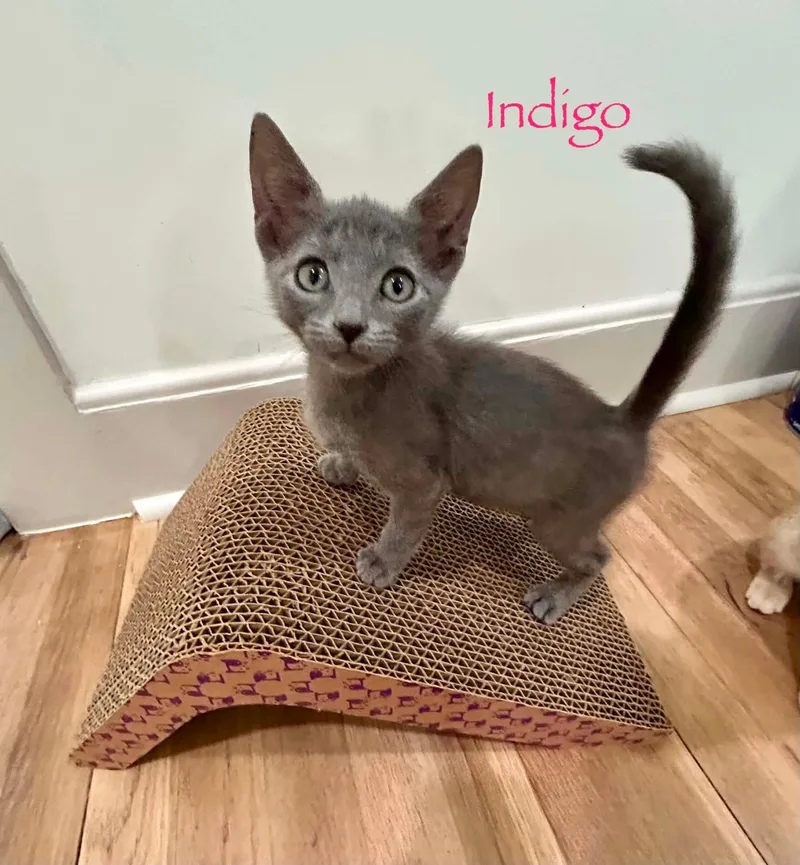 Indigo thumbnail 2