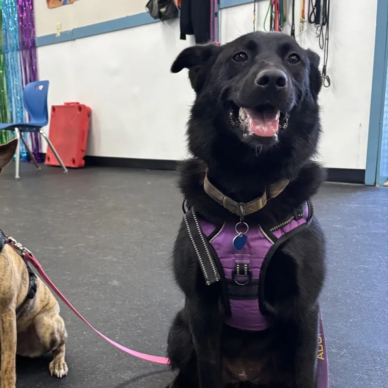A young medium-sized female Black Mixed Breed dog named Nixie for adoption in Fletcher, NC