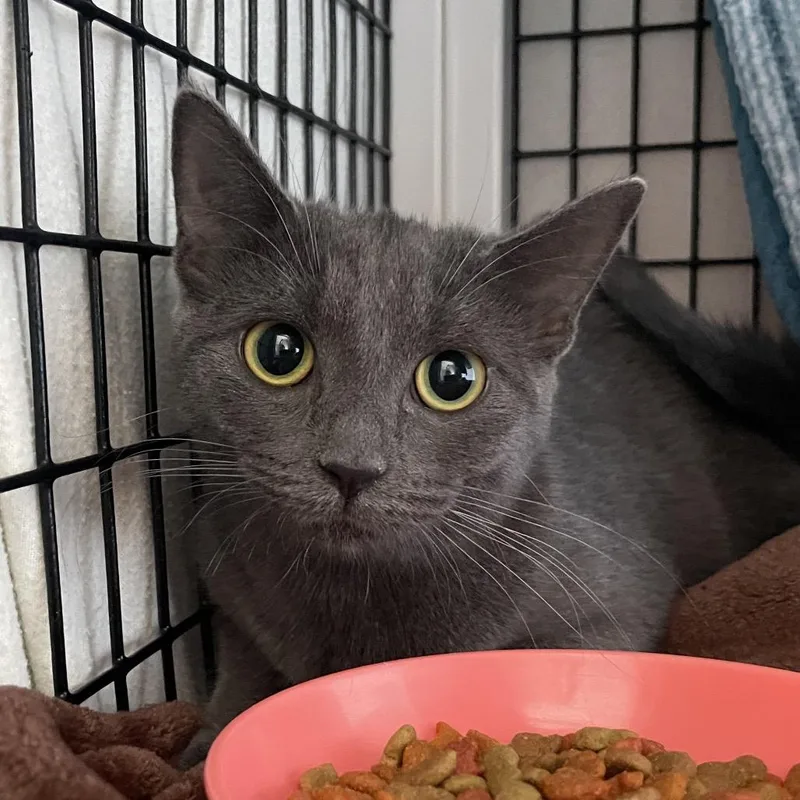 A young medium-sized female Gray / Blue / Silver Domestic Short Hair cat named Omnibot for adoption in Chicago, IL