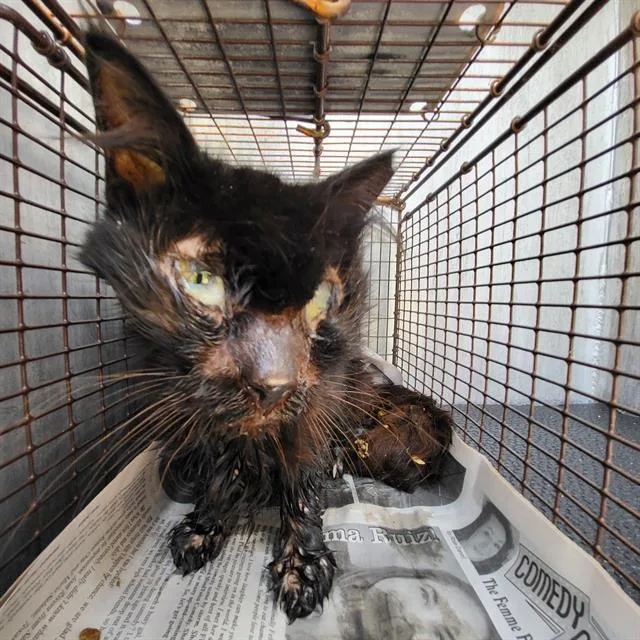 An adult medium-sized male Domestic Short Hair cat named Wolf Gang for adoption in San Antonio, TX