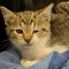 A baby small-sized male Domestic Short Hair cat named Harry for adoption in San Martin, CA