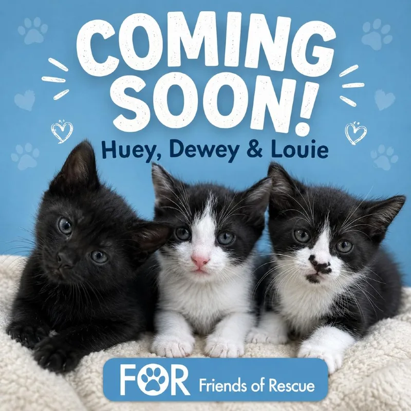 A baby small-sized male Black Domestic Short Hair cat named Dewey for adoption in Huntsville, AL