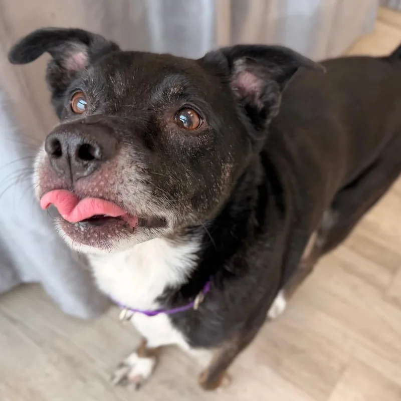 A senior medium-sized male Black Collie dog named Henry for adoption in Green Bay, WI