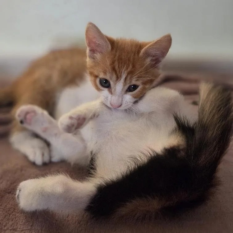 A baby small-sized male Orange / Red Domestic Short Hair cat named Mr. Mango for adoption in Brea, CA