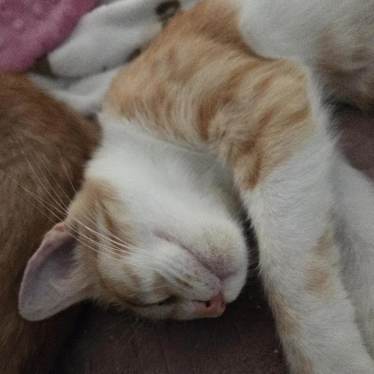 Mr. Mango thumbnail 3