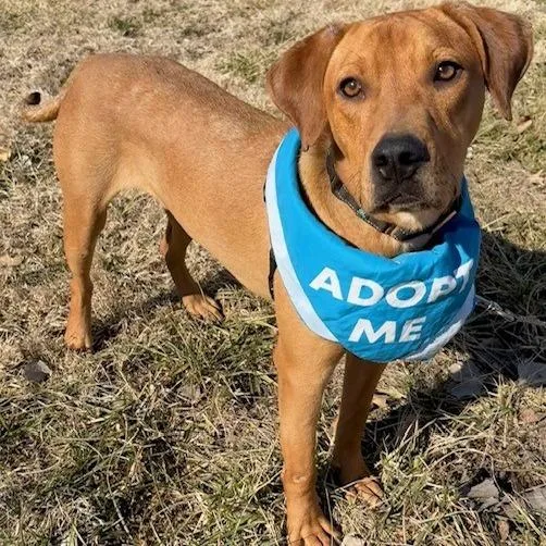 Chopper Pp thumbnail 2