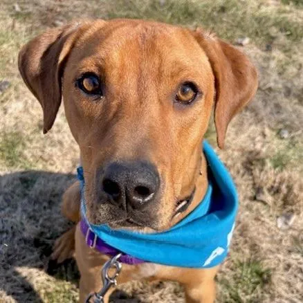 Chopper Pp thumbnail 3