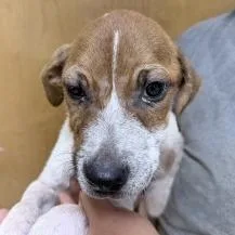 A baby small-sized male White / Cream Terrier dog named Ozark for adoption in Tyler, TX