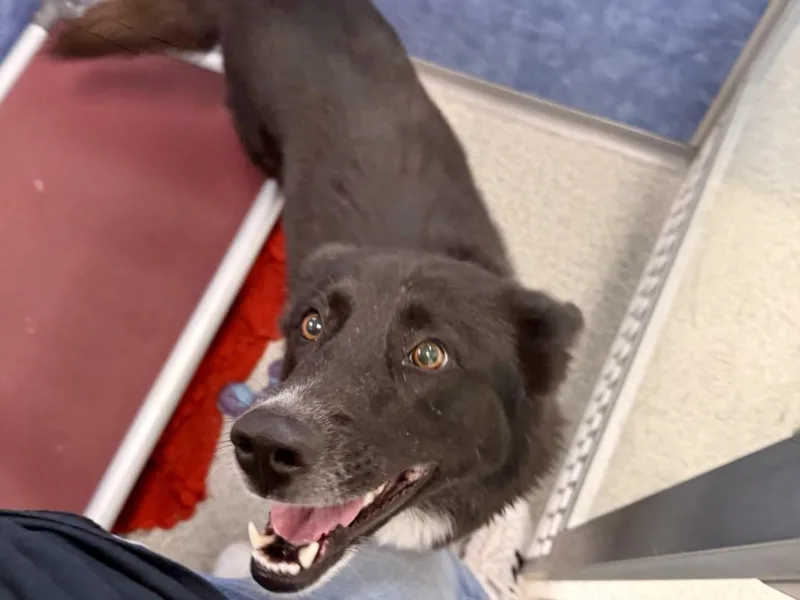 A young large-sized female German Shepherd Dog dog named Bridgette for adoption in Loveland, CO