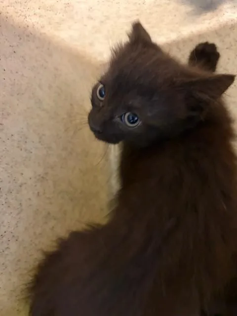 A baby small-sized female Domestic Short Hair cat named Paris for adoption in Riverside, CA