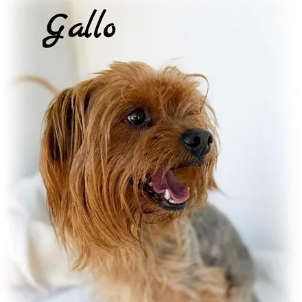 Gallo