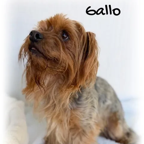 Gallo thumbnail 2