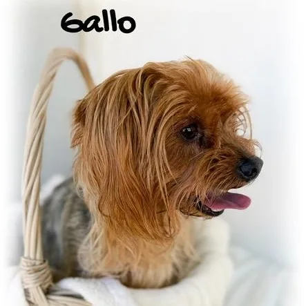 Gallo thumbnail 4