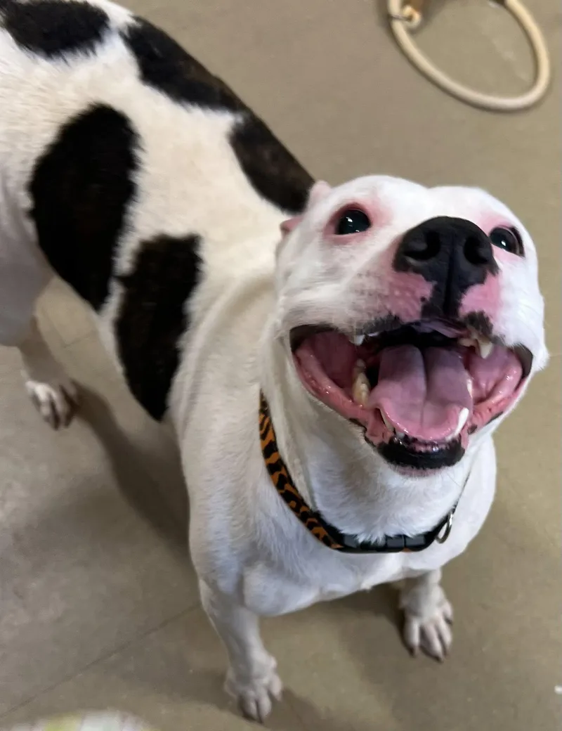 An adult medium-sized female Mixed Breed dog named Madison for adoption in Davenport, IA
