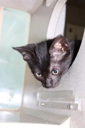 A baby small-sized female Domestic Short Hair cat named Mystery for adoption in New Orleans, LA