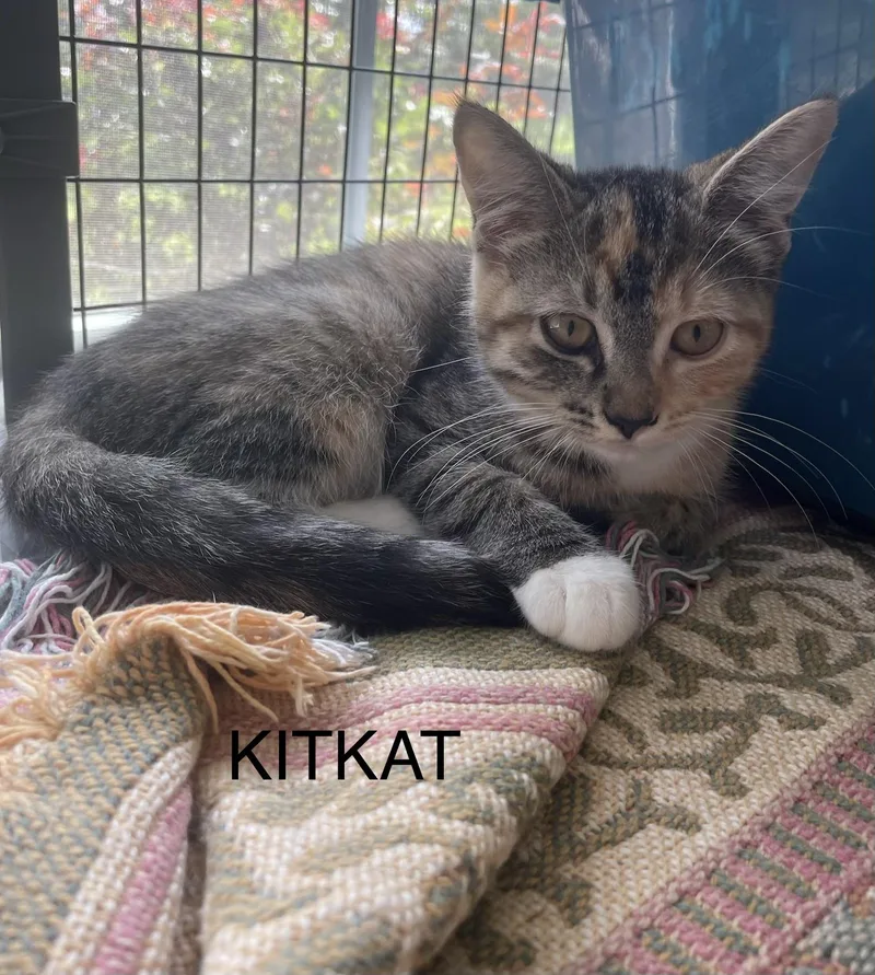 A young medium-sized female Domestic Short Hair cat named Kitkat for adoption in lititz, PA