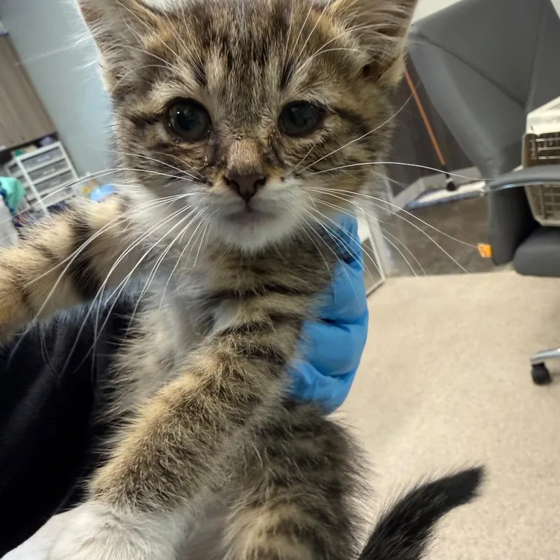 A baby small-sized female Gray / Blue / Silver Domestic Short Hair cat named Tigerlilly for adoption in Horn Lake, MS