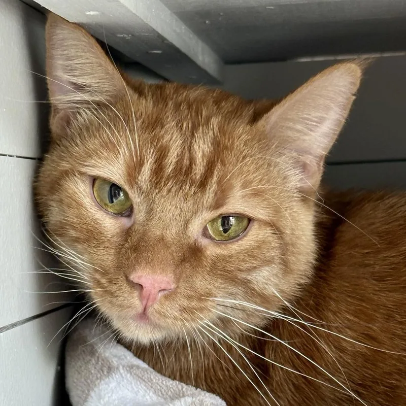 A young small-sized male Orange / Red Domestic Short Hair cat named Buddy for adoption in Durango, CO