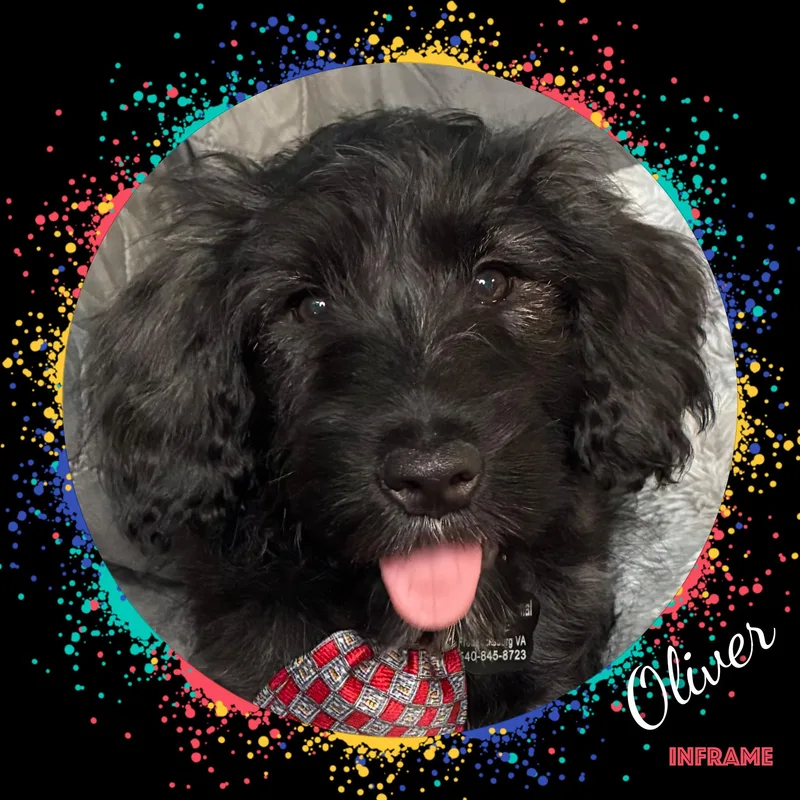 A baby medium-sized male Black Portuguese Water Dog dog named Oliver for adoption in Fredericksburg, VA