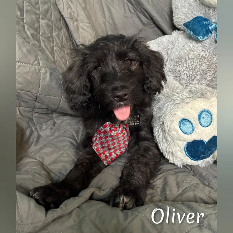 Oliver thumbnail 2