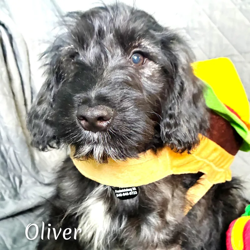 Oliver thumbnail 3