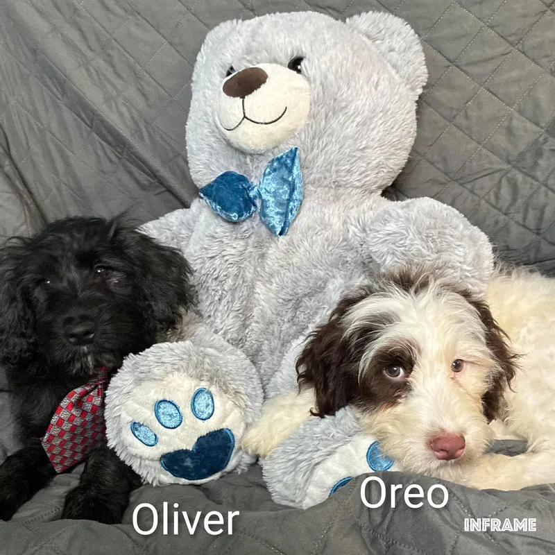 Oliver thumbnail 4