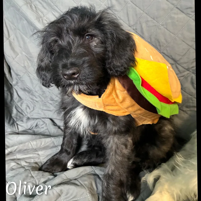 Oliver thumbnail 5