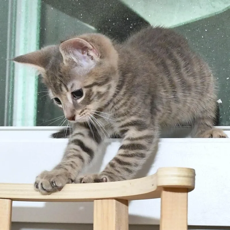 A baby small-sized male Gray / Blue / Silver Domestic Short Hair cat named Spitzk for adoption in Natick, MA
