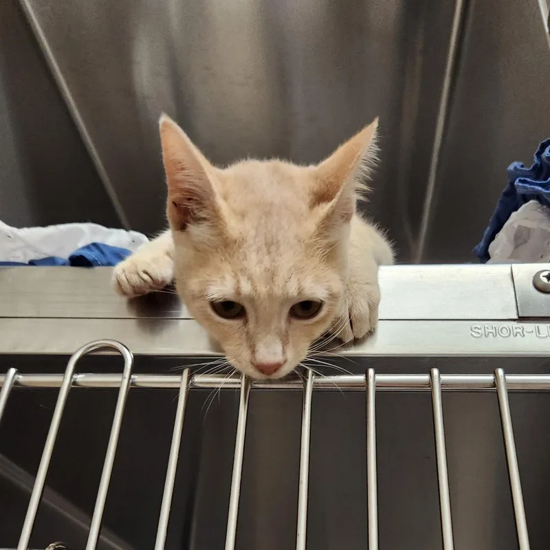 A baby small-sized male Buff / Tan / Fawn Domestic Short Hair cat named Budgie for adoption in Milton, FL
