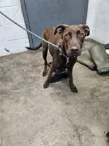 An adult medium-sized male Brown / Chocolate Mixed Breed dog named Roux for adoption in New Iberia, LA