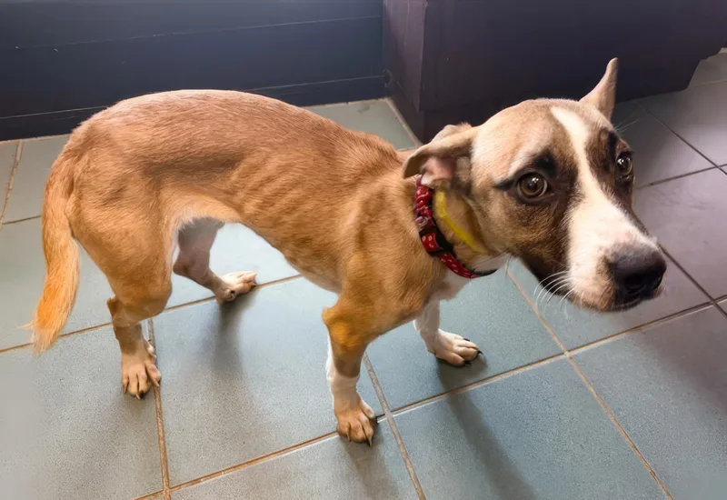 An adult small-sized female Mixed Breed dog named Hubble for adoption in Nashville, TN