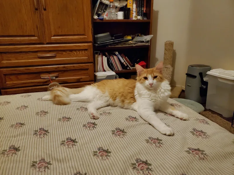 An adult medium-sized female Domestic Medium Hair cat named Cayenne for adoption in Tucson, AZ