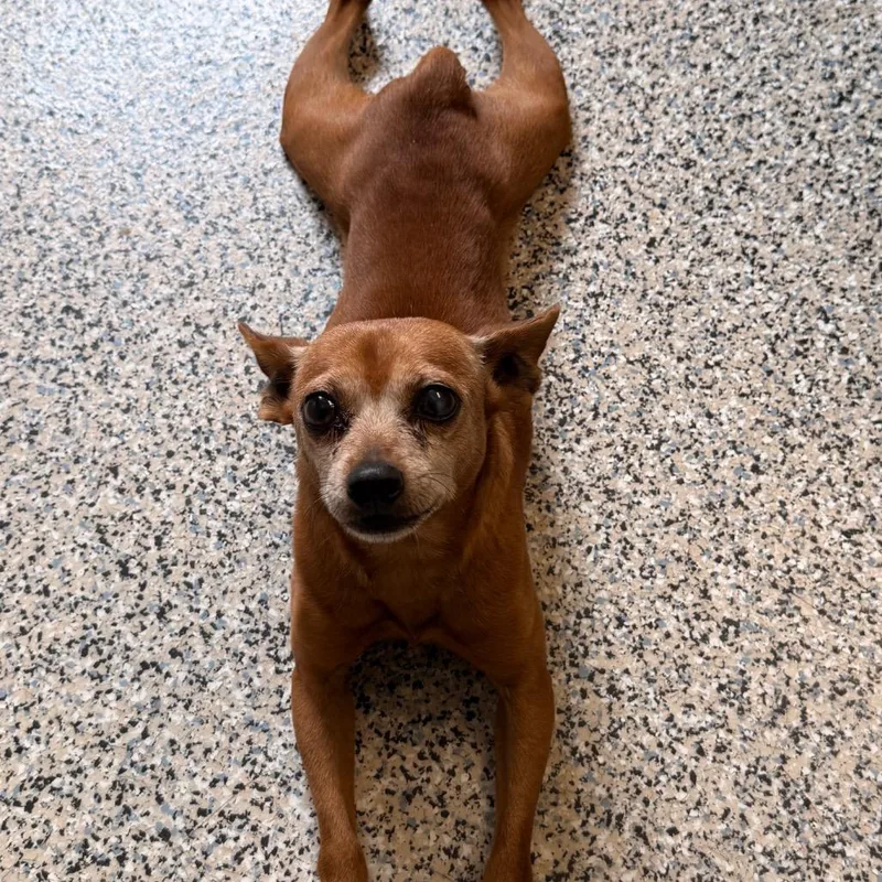A senior small-sized male Yellow / Tan / Blond / Fawn Mixed Breed dog named Mr. Bo for adoption in Red House, WV