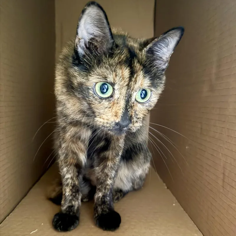 An adult small-sized female Tortoiseshell Domestic Short Hair cat named Tata for adoption in Los Angeles, CA
