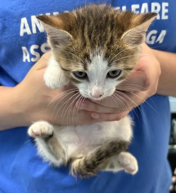 A baby small-sized male Domestic Short Hair cat named Kc for adoption in Lawrenceville, GA