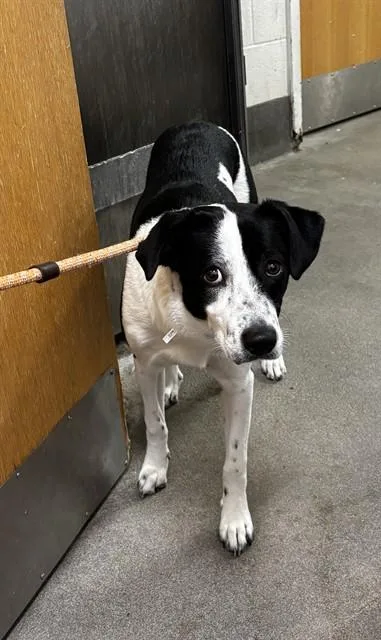 An adult medium-sized female English Pointer dog named A for adoption in Upper Marlboro, MD