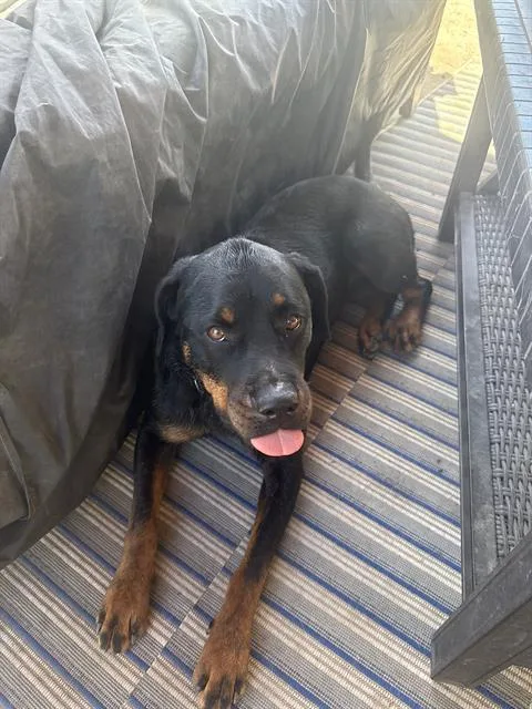 An adult large-sized female Rottweiler dog named Tails for adoption in Camarillo, CA