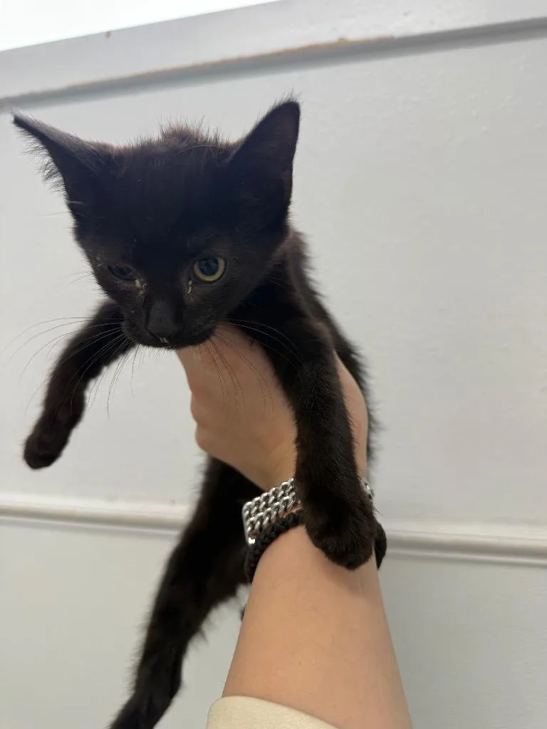A baby small-sized female Domestic Short Hair cat named Rosalina for adoption in Brookings, OR