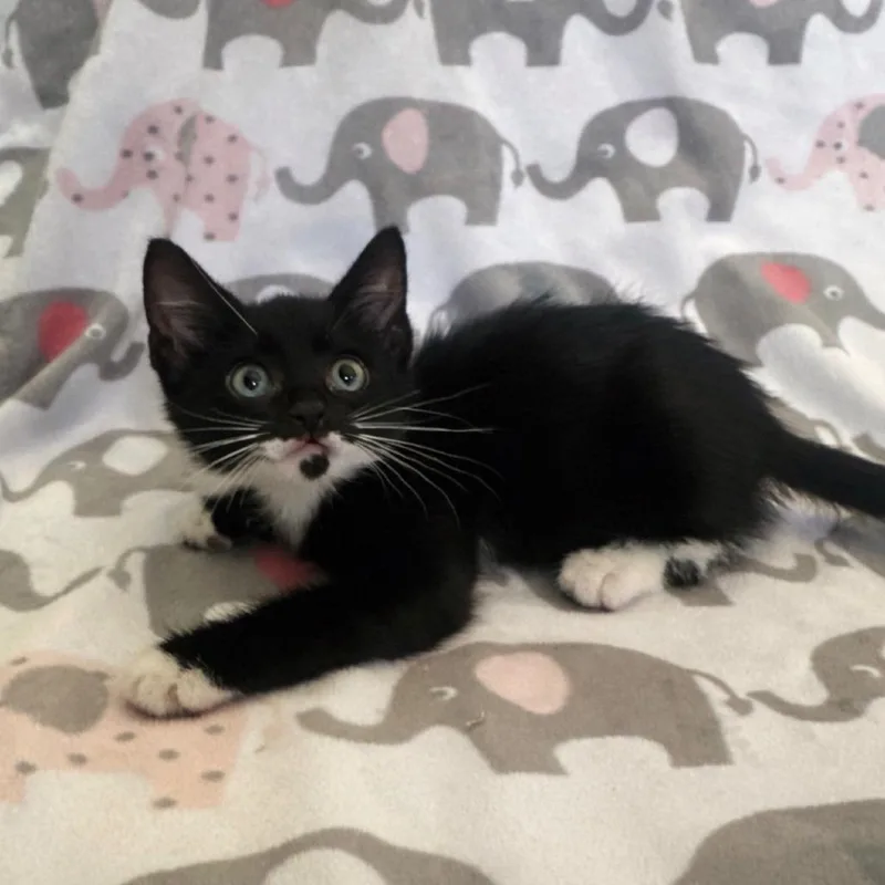 A young medium-sized female Black & White / Tuxedo Domestic Short Hair cat named Canaria for adoption in miami, FL