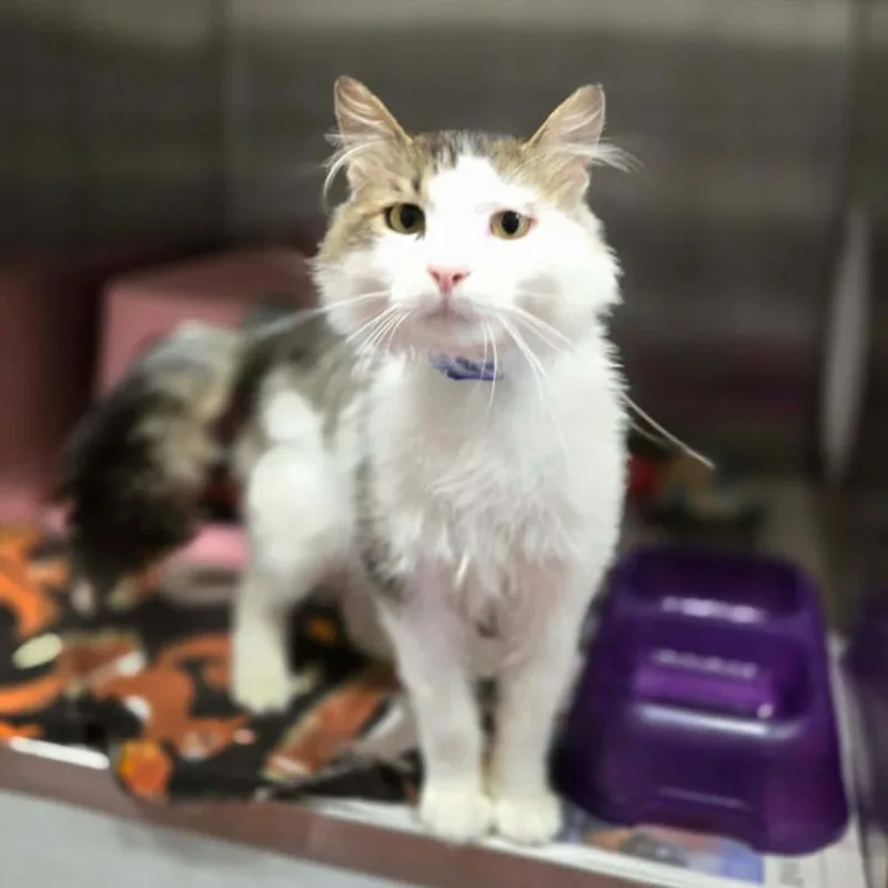 A senior medium-sized male White Domestic Medium Hair cat named Wizard for adoption in Hinsdale, IL
