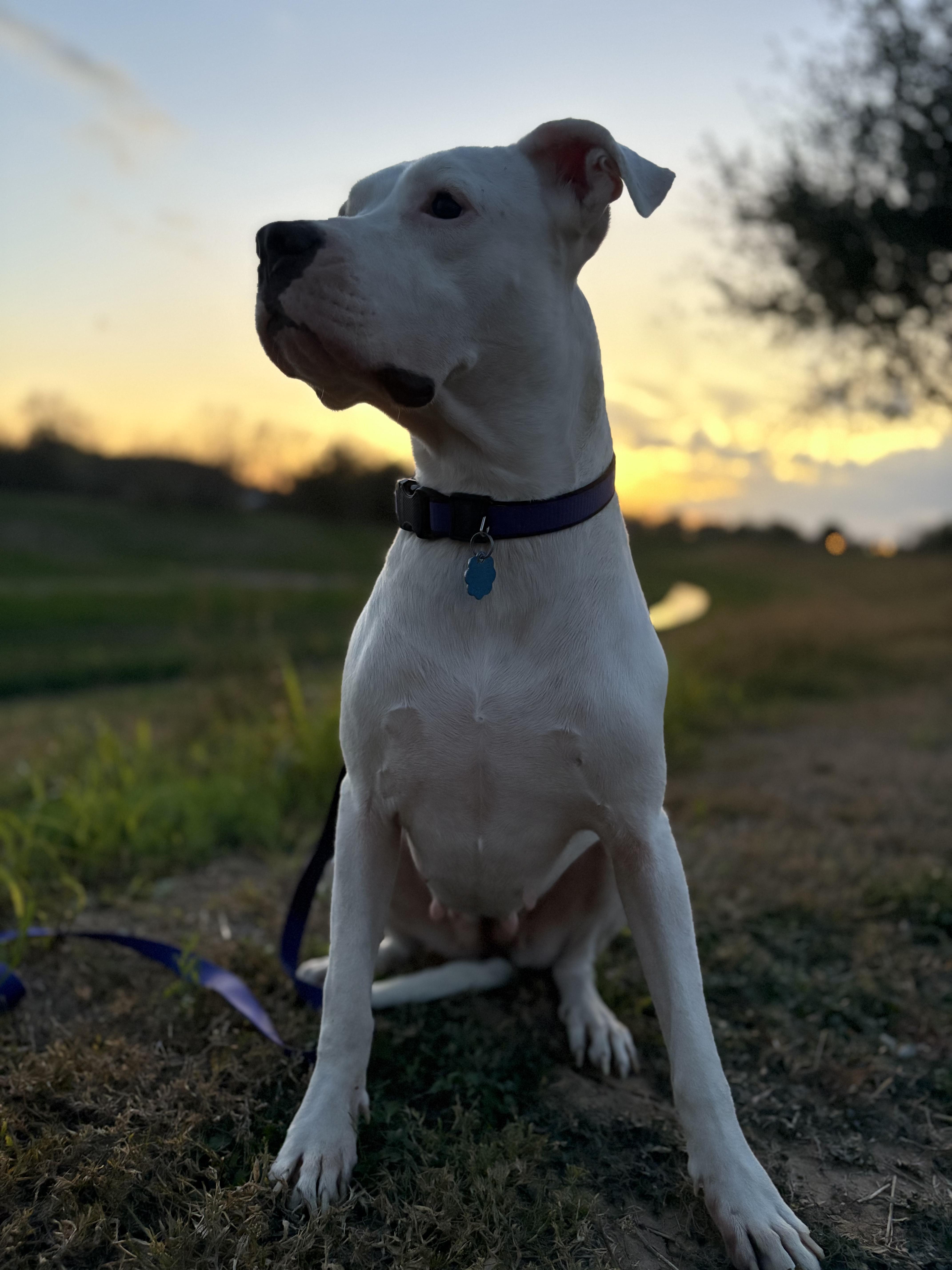 A young medium-sized female White / Cream Dogo Argentino dog named Georgia Peach for adoption in Houston, TX