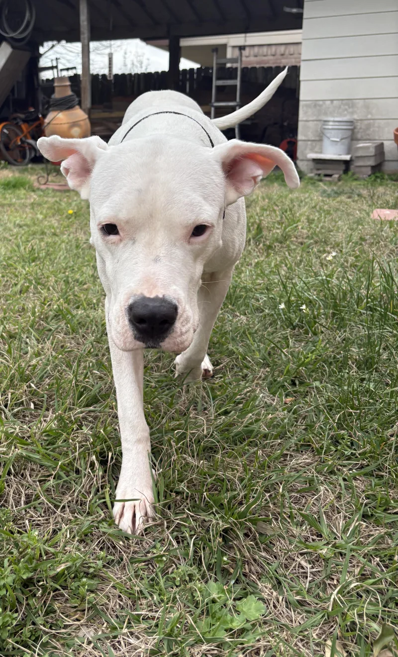 Georgia Peach thumbnail 3