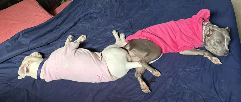 Georgia Peach thumbnail 5