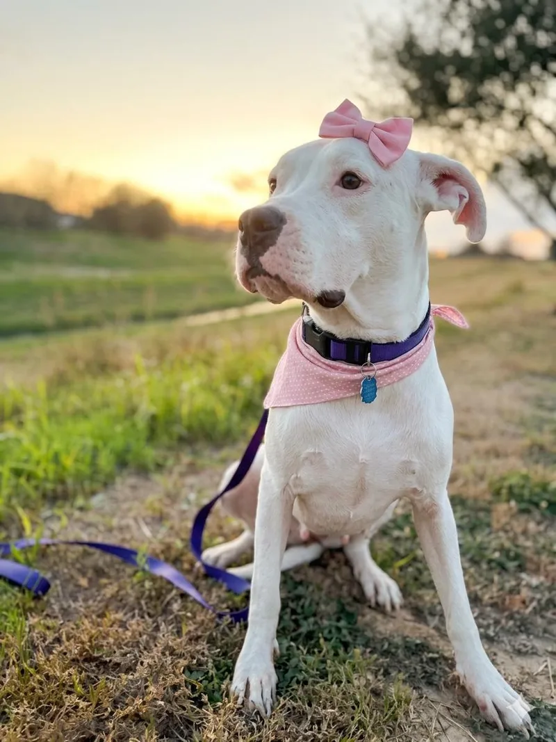 Georgia Peach thumbnail 6