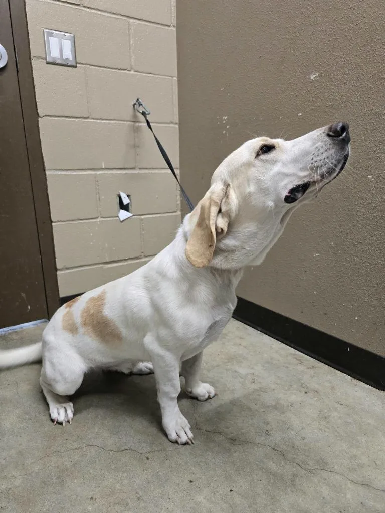A young large-sized male Labrador Retriever dog named Ford for adoption in Huntsville, TX